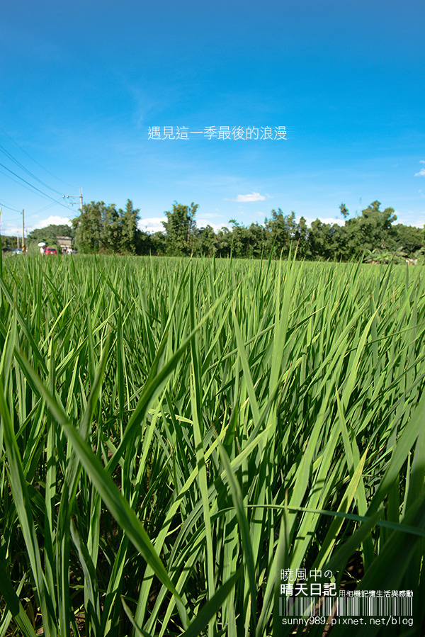 中新里韭菜花田：【趴趴走】遇見本季最後的浪漫--大溪韮菜花田