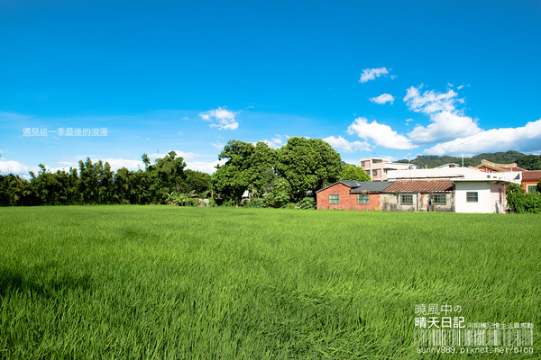 中新里韭菜花田：【趴趴走】遇見本季最後的浪漫--大溪韮菜花田