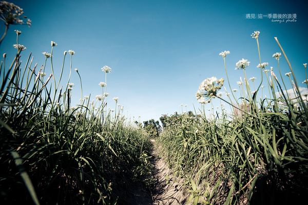 中新里韭菜花田：【趴趴走】遇見本季最後的浪漫--大溪韮菜花田