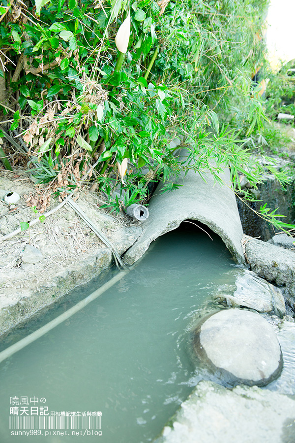 中新里韭菜花田：【趴趴走】遇見本季最後的浪漫--大溪韮菜花田