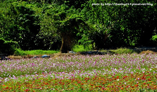 鶯歌花海-6.JPG