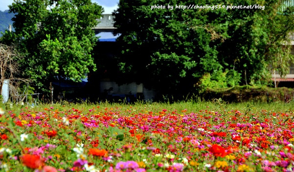 鶯歌花海-28.JPG