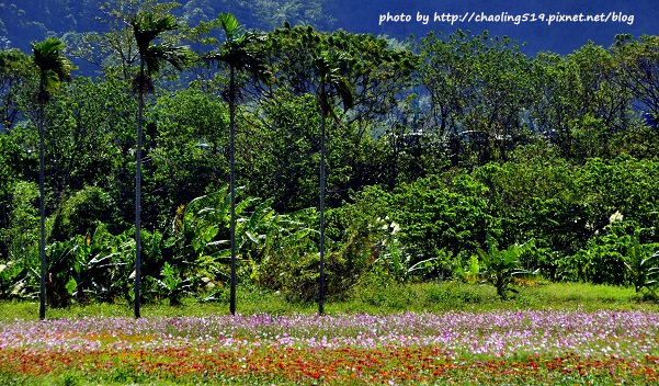 鶯歌花海-5.JPG