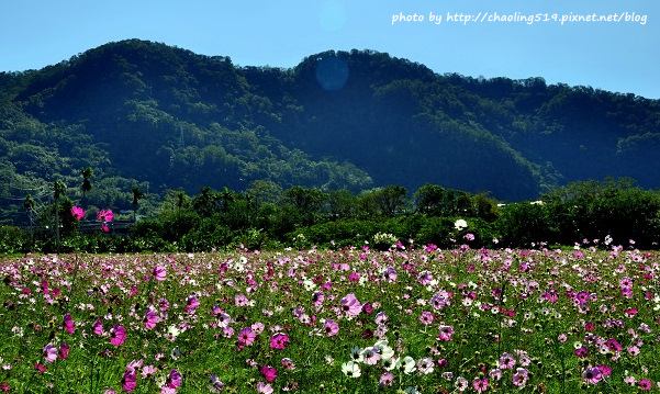 鶯歌花海-8.JPG