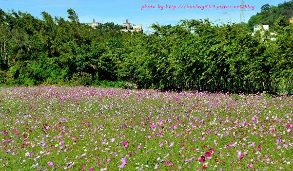 鶯歌花海-2.JPG