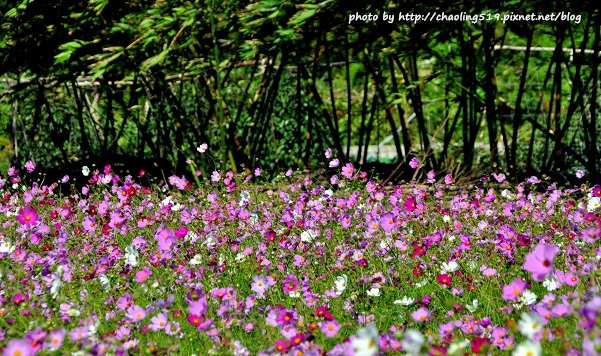 鶯歌花海-9.JPG