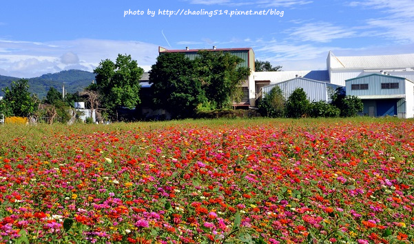 鶯歌花海-23.JPG