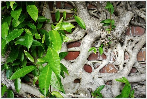 香港萬聖南瓜田(華山1914文化創意產業園區):華山創意園區‧香港萬聖南瓜田