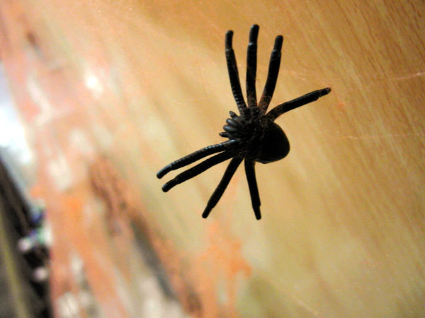 Le Petit Waffle蕾蓓蒂比利時鬆餅專賣店:邀約【大安】Le Petit Waffle蕾蓓蒂比利時鬆餅。鳳梨船入港震懾全場。濃濃幸福感。