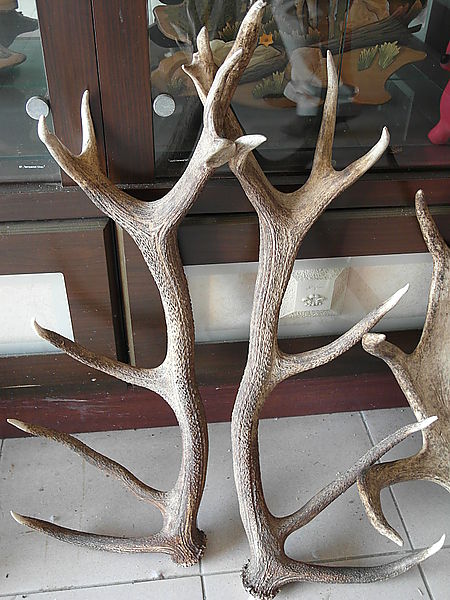 鹿世界觀光牧場：【彰化二林】火龍果的季節來臨了。鹿世界觀光牧場。與鹿的近距離接觸