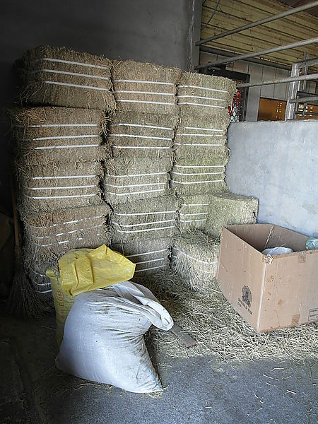 鹿世界觀光牧場：【彰化二林】火龍果的季節來臨了。鹿世界觀光牧場。與鹿的近距離接觸