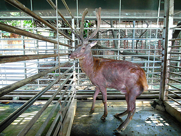 鹿世界觀光牧場：【彰化二林】火龍果的季節來臨了。鹿世界觀光牧場。與鹿的近距離接觸