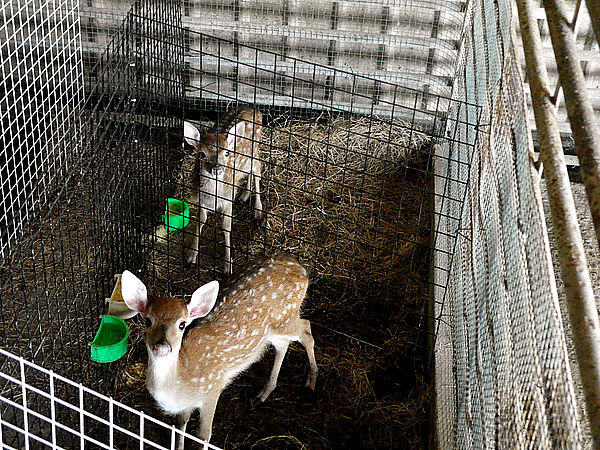 鹿世界觀光牧場：【彰化二林】火龍果的季節來臨了。鹿世界觀光牧場。與鹿的近距離接觸