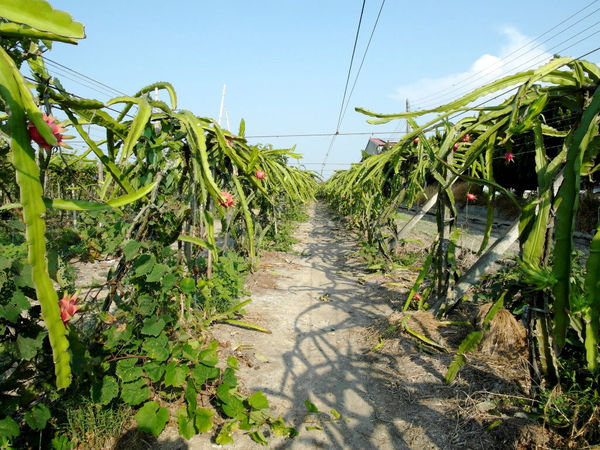 鹿世界觀光牧場：【彰化二林】火龍果的季節來臨了。鹿世界觀光牧場。與鹿的近距離接觸