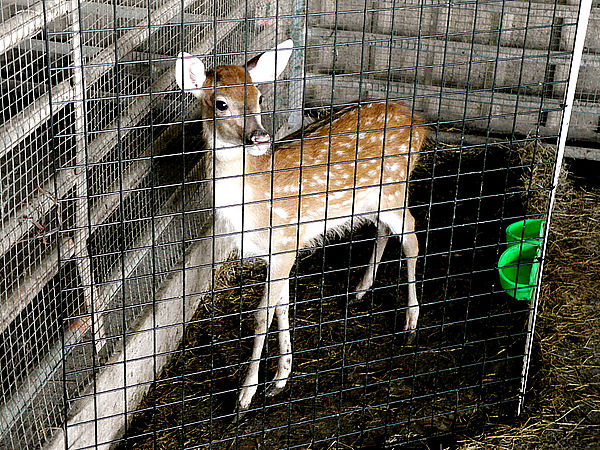 鹿世界觀光牧場：【彰化二林】火龍果的季節來臨了。鹿世界觀光牧場。與鹿的近距離接觸