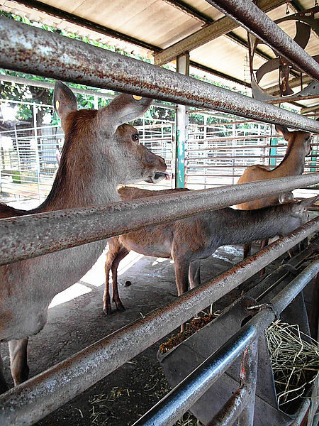 鹿世界觀光牧場：【彰化二林】火龍果的季節來臨了。鹿世界觀光牧場。與鹿的近距離接觸