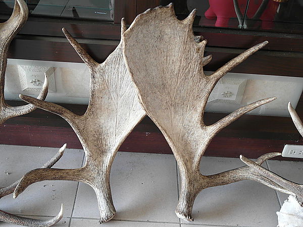 鹿世界觀光牧場：【彰化二林】火龍果的季節來臨了。鹿世界觀光牧場。與鹿的近距離接觸