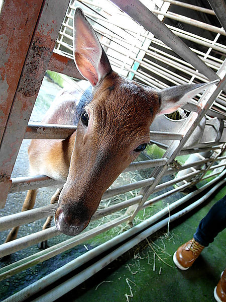 鹿世界觀光牧場：【彰化二林】火龍果的季節來臨了。鹿世界觀光牧場。與鹿的近距離接觸