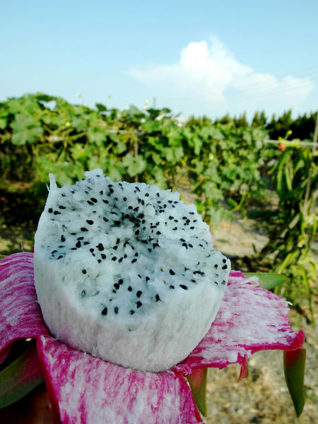 鹿世界觀光牧場：【彰化二林】火龍果的季節來臨了。鹿世界觀光牧場。與鹿的近距離接觸