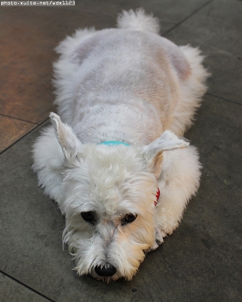 Who's tea 鬍子茶(逢甲店)：WHO'S TEA 鬍子茶(逢甲店)✪每人低消65元，飲料去冰量不變~103.10.05