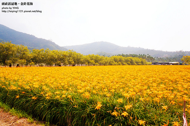 日月潭金針花海-頭社活盆地 (24)