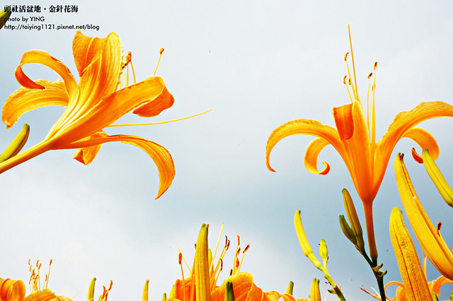 日月潭金針花海-頭社活盆地 (1)