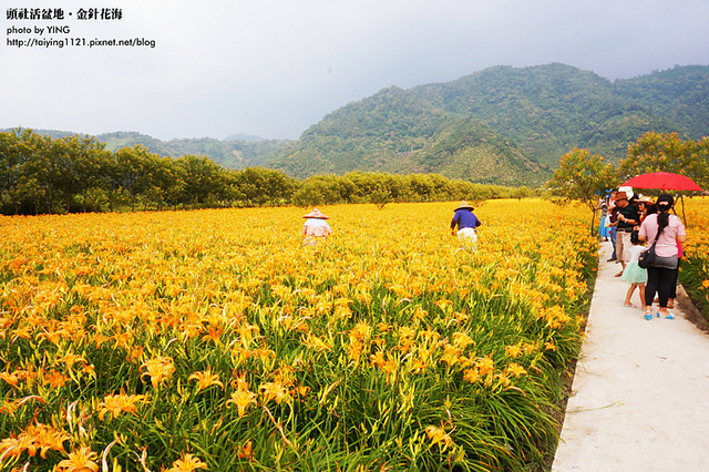 日月潭金針花海-頭社活盆地 (20)