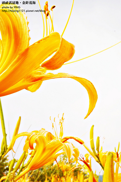 日月潭金針花海-頭社活盆地 (23)