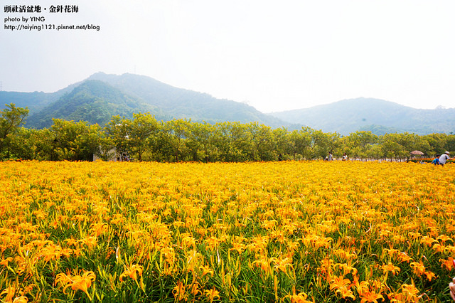 日月潭金針花海-頭社活盆地 (2)