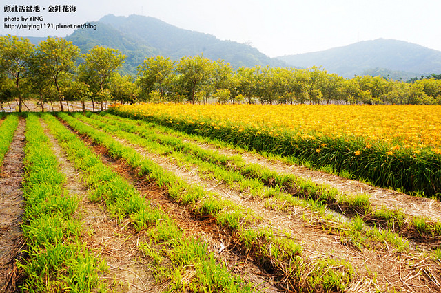 日月潭金針花海-頭社活盆地 (29)