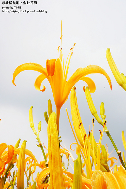 日月潭金針花海-頭社活盆地 (35)