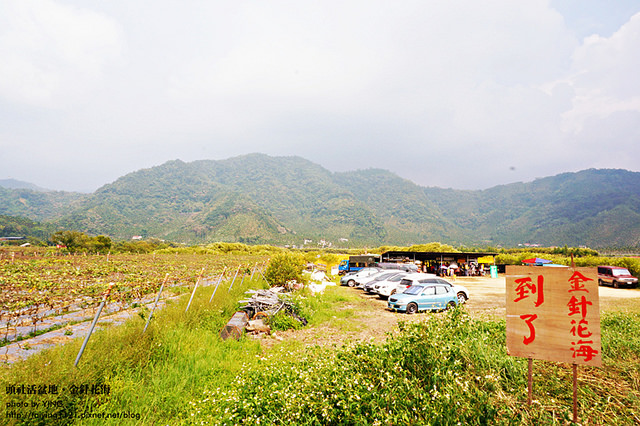 日月潭金針花海-頭社活盆地 (9)