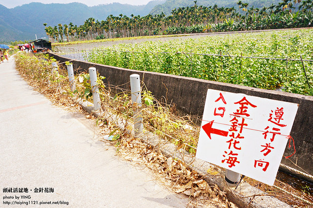 日月潭金針花海-頭社活盆地 (8)