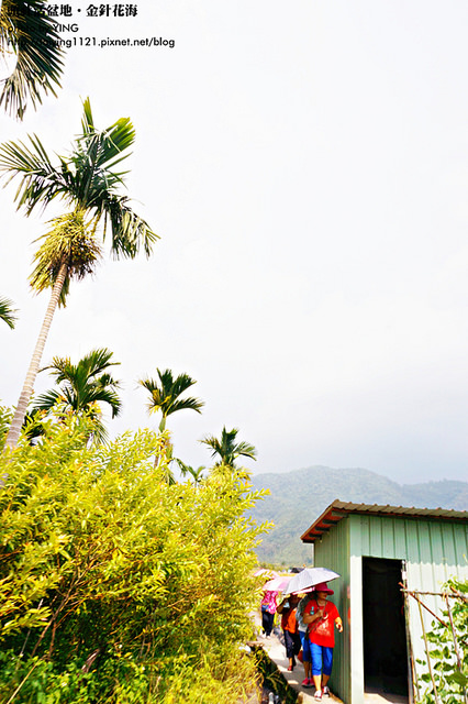 日月潭金針花海-頭社活盆地 (5)