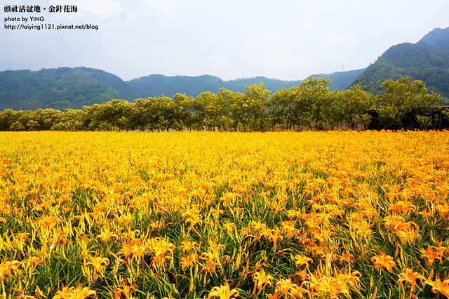 日月潭金針花海-頭社活盆地 (33)
