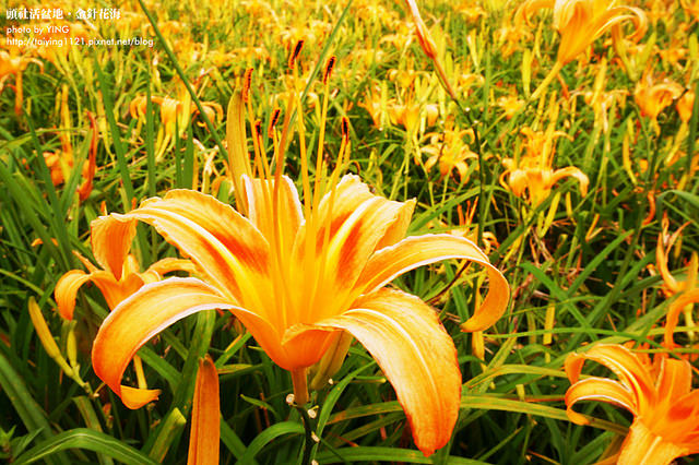 日月潭金針花海-頭社活盆地 (31)