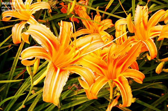 日月潭金針花海-頭社活盆地 (26)