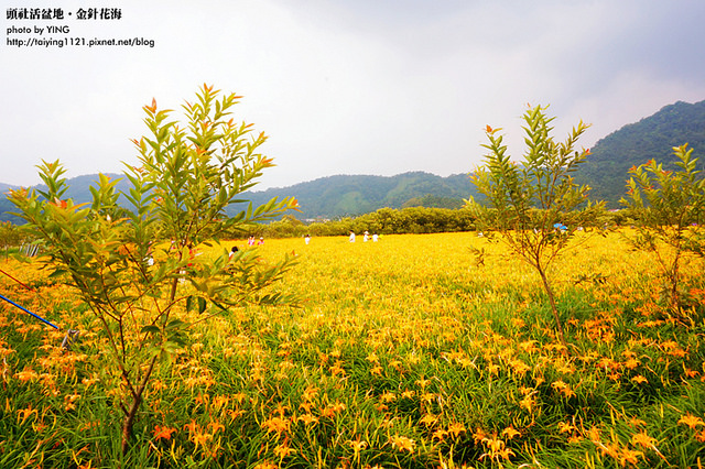 日月潭金針花海-頭社活盆地 (36)