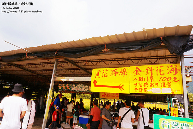 日月潭金針花海-頭社活盆地 (12)