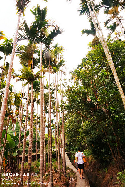 日月潭金針花海-頭社活盆地 (43)