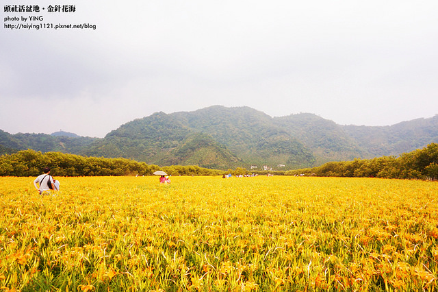 日月潭金針花海-頭社活盆地 (39)