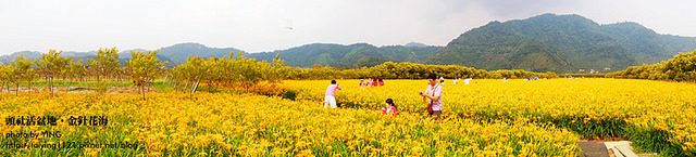 日月潭金針花海-頭社活盆地 (41)