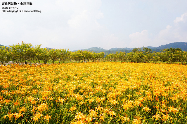 日月潭金針花海-頭社活盆地 (19)