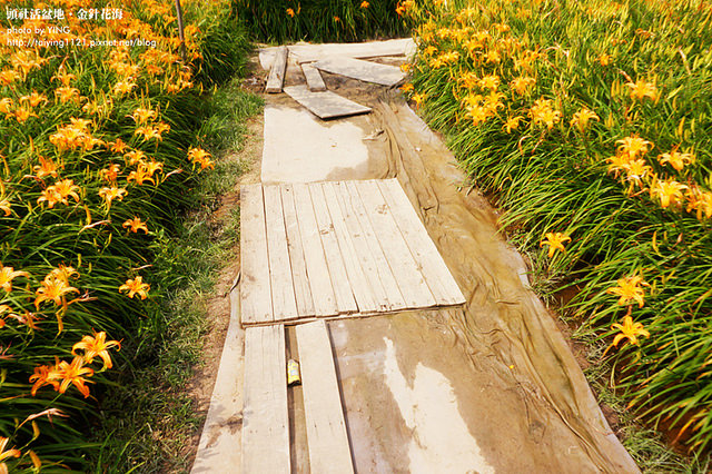 日月潭金針花海-頭社活盆地 (15)