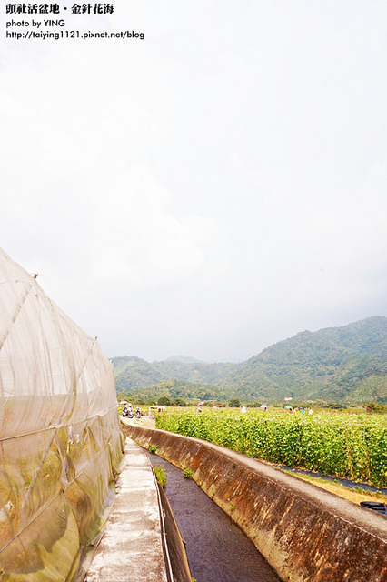 日月潭金針花海-頭社活盆地 (7)
