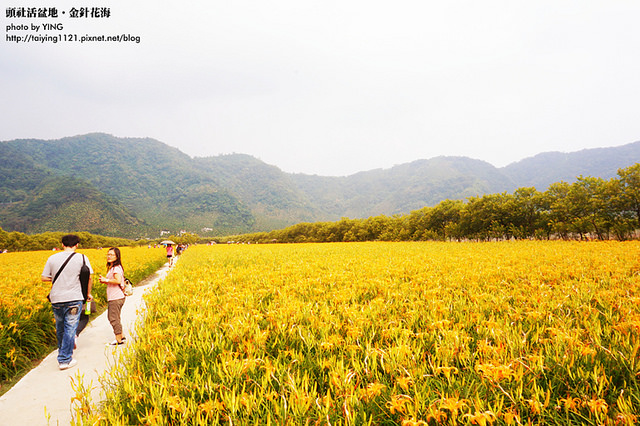 日月潭金針花海-頭社活盆地 (40)