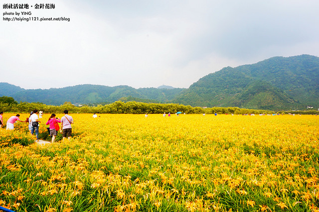 日月潭金針花海-頭社活盆地 (34)
