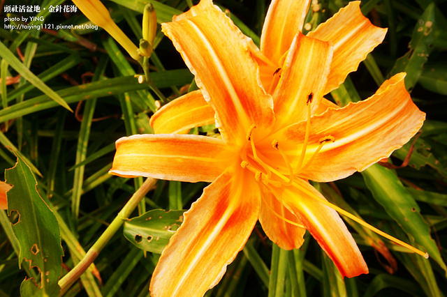 日月潭金針花海-頭社活盆地 (28)