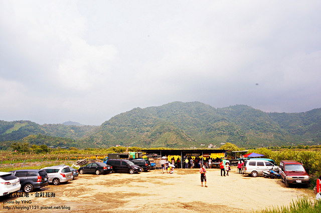 日月潭金針花海-頭社活盆地 (10)