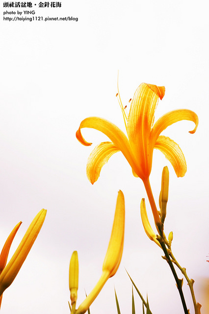 日月潭金針花海-頭社活盆地 (32)